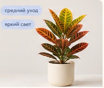 Калатея Дотти
