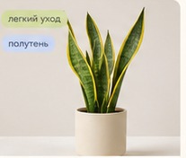 Алоказия Фрайдек вариегатная