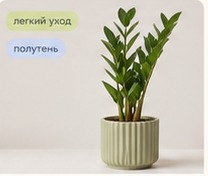 Аглаонема Рич Рэд