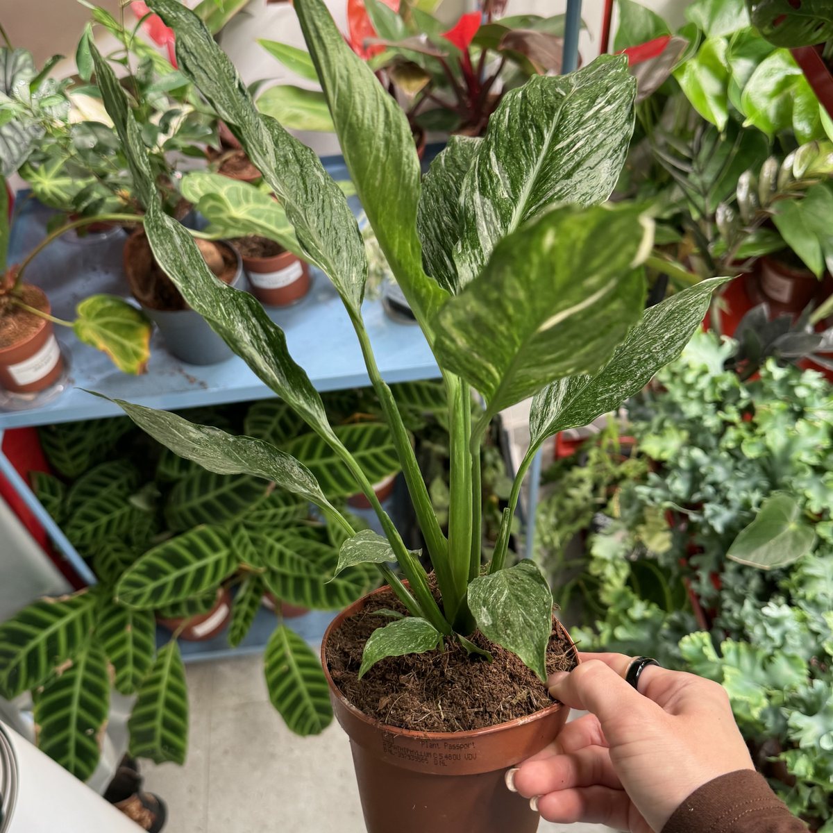 Спатифиллум Даймонд