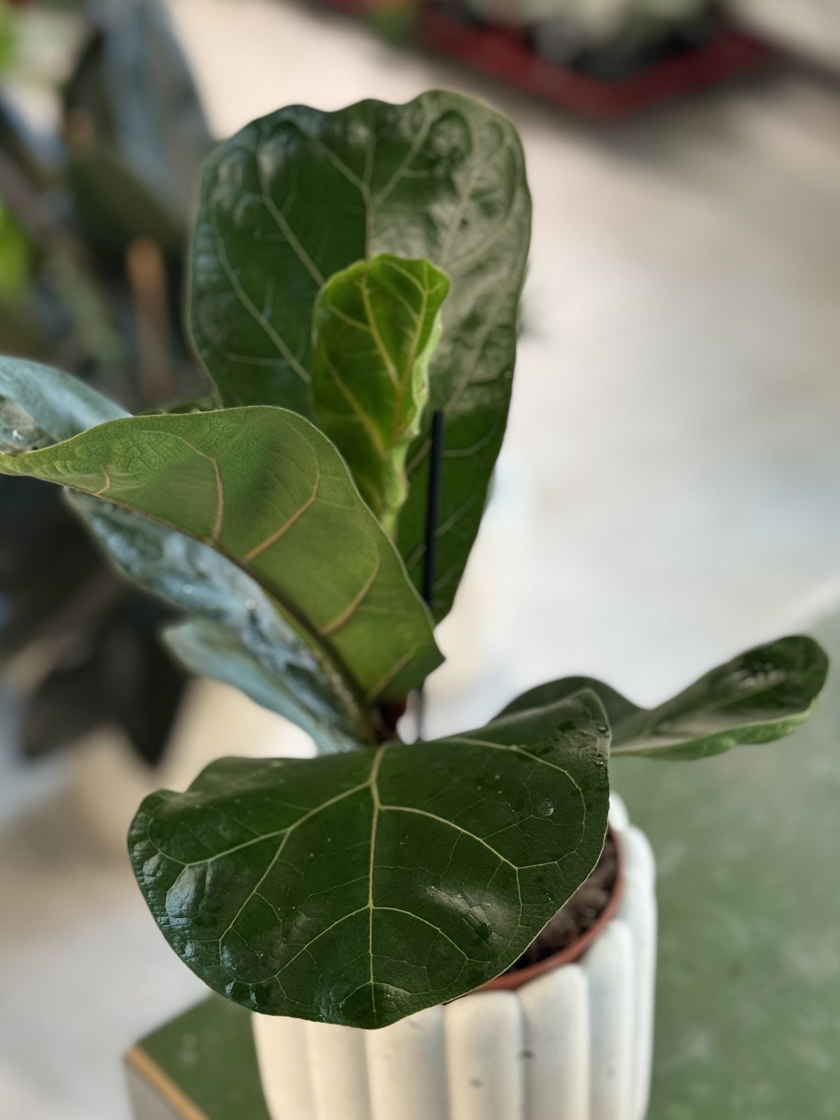Фикус Лирата Бамбино